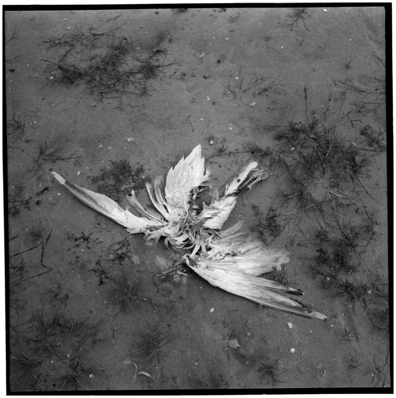 Restes de mouette, St-Valry